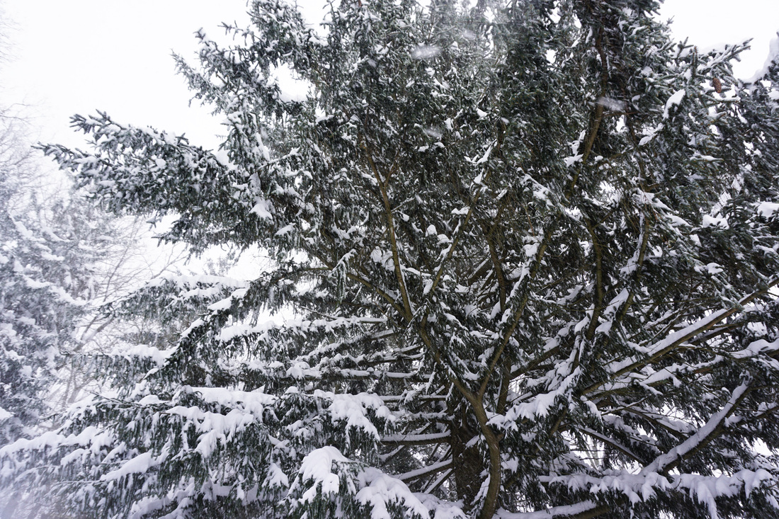 Snowy Pine Tree Snow Storm