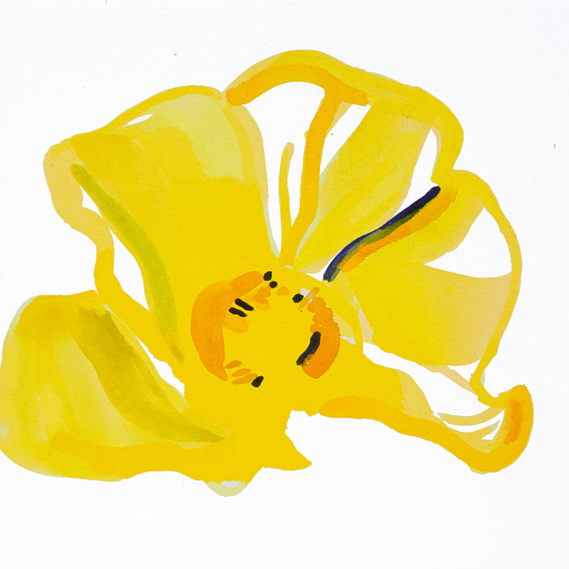 Yellow Poppy II Lauren Adams Art 25x25